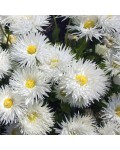 Ромашка чудова Crazy Daisy з махровими білими квітами